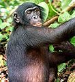 110px-Bonobo.jpg