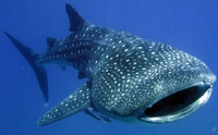 whale-shark02.jpg